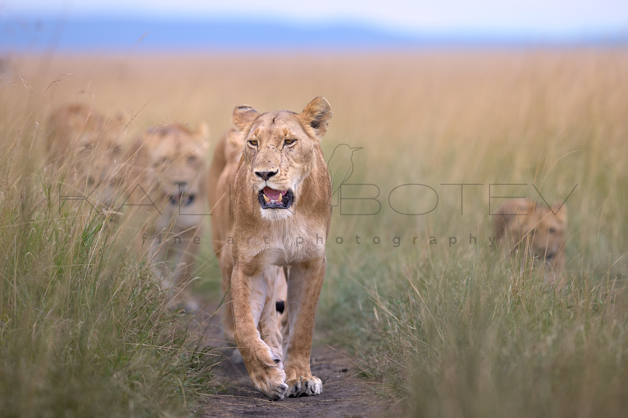 On the hunt