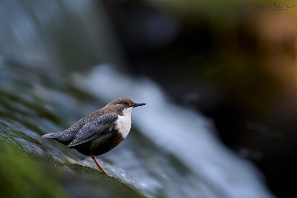 Dipper