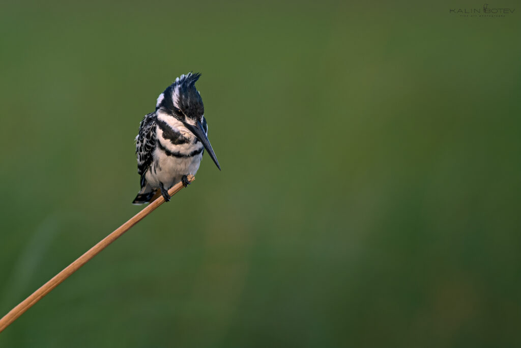 Pied kingfisher