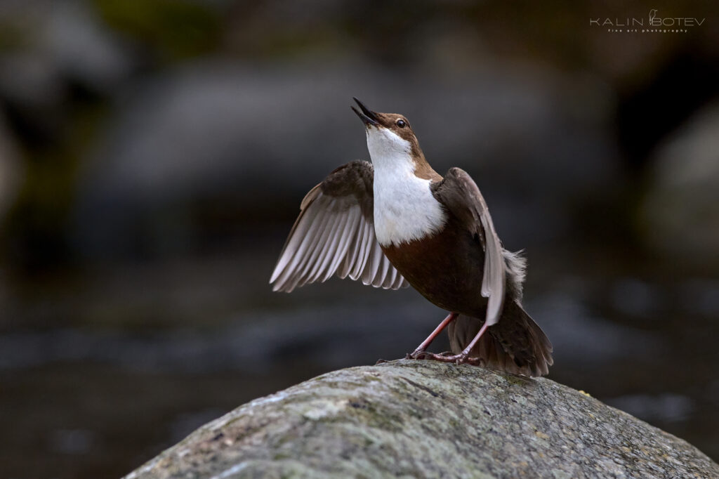 Dipper