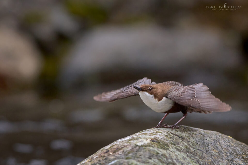 Dipper