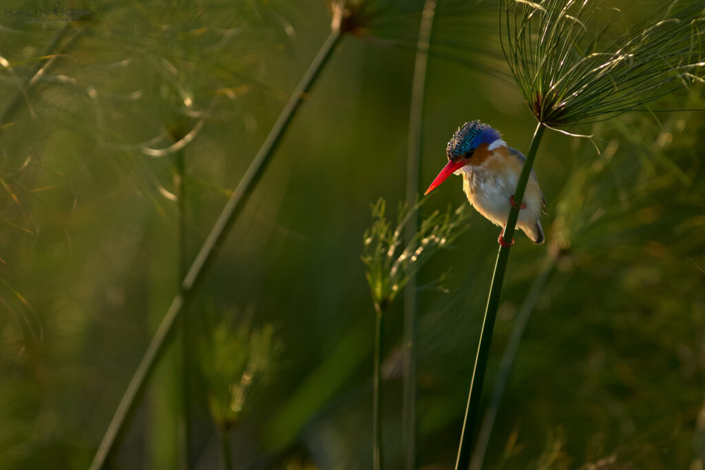 Malachite kingfisher