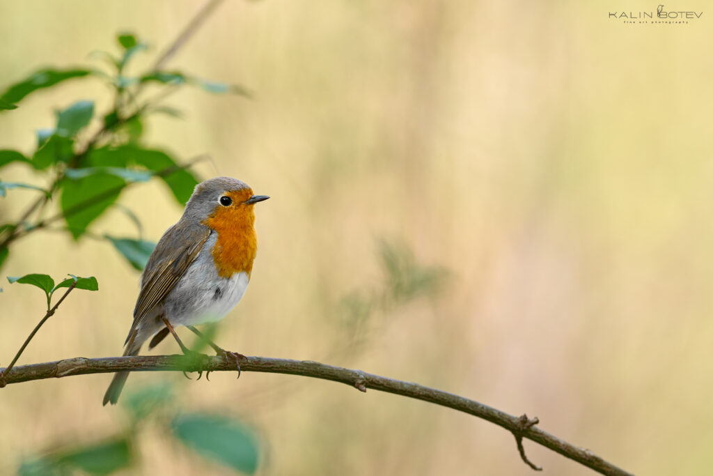 Robin