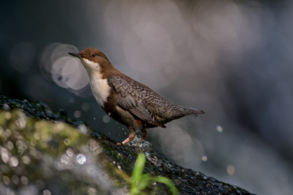 Dipper