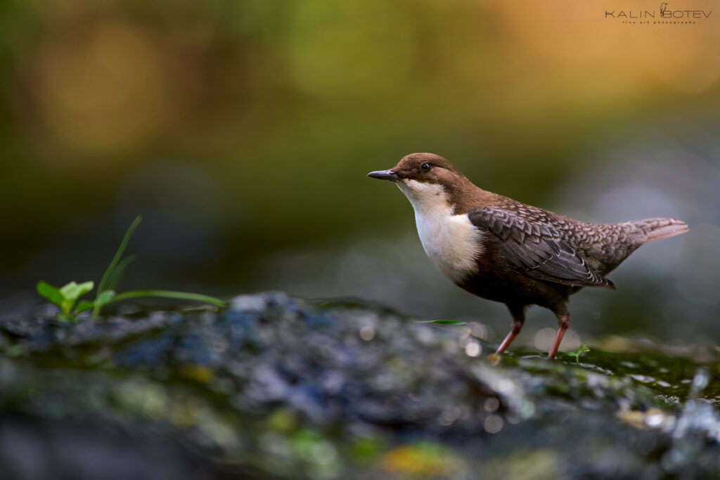 Dipper