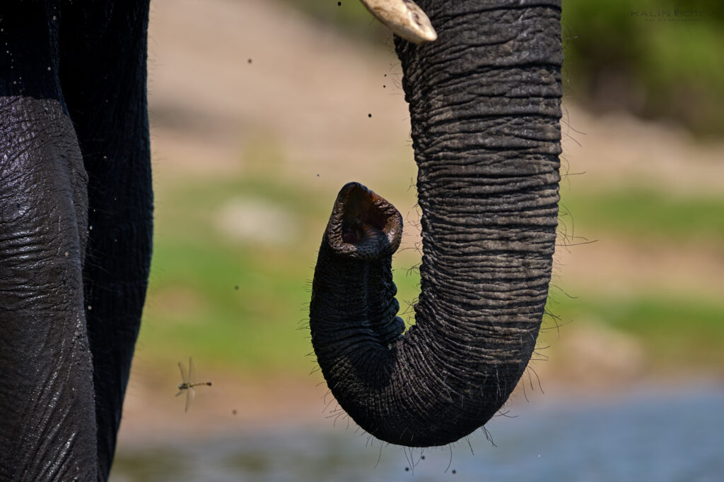 Elephant trunk