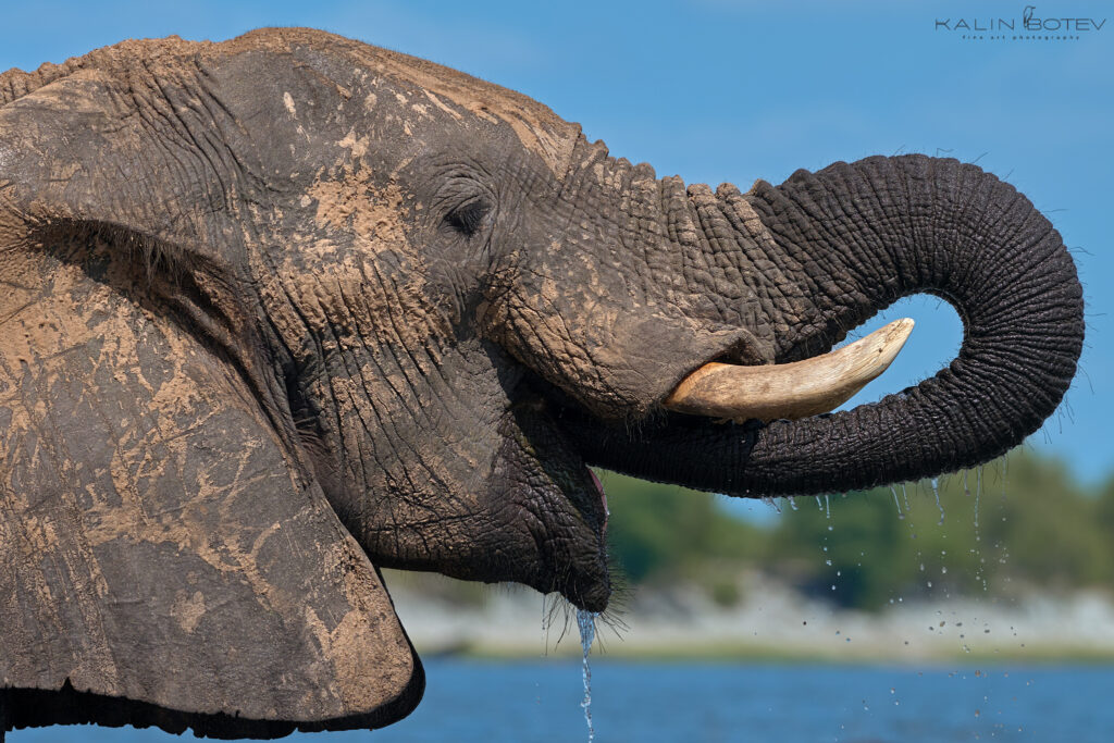 Elephant drinking