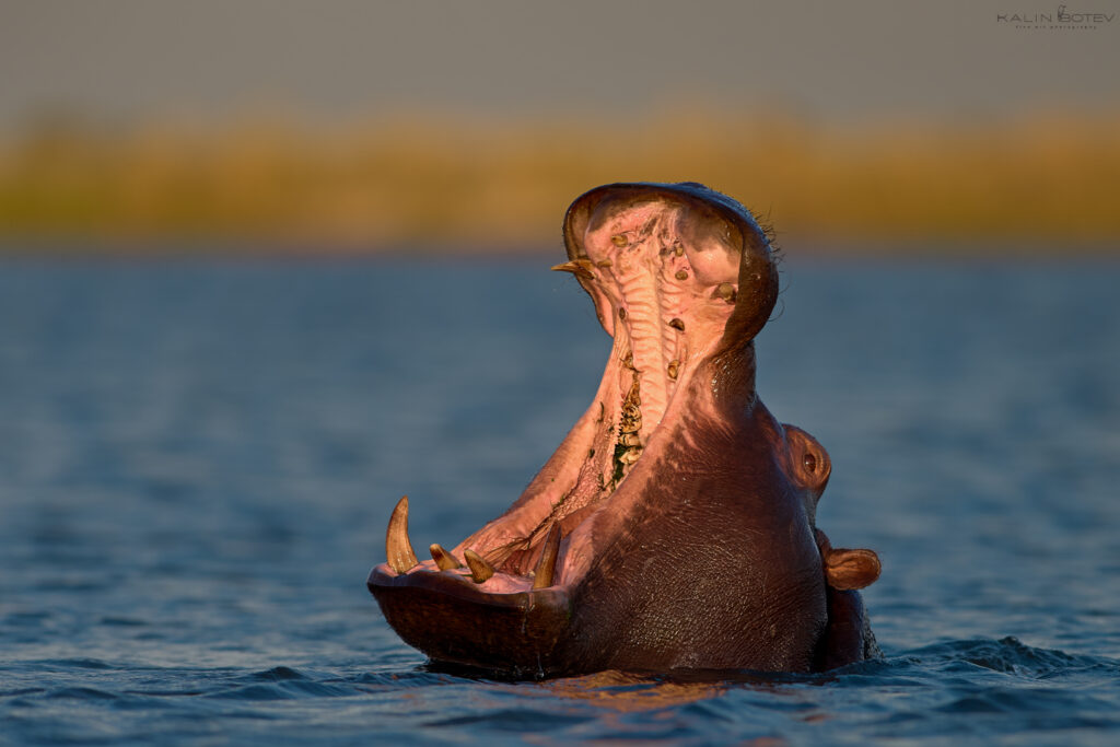 Hippo in the river