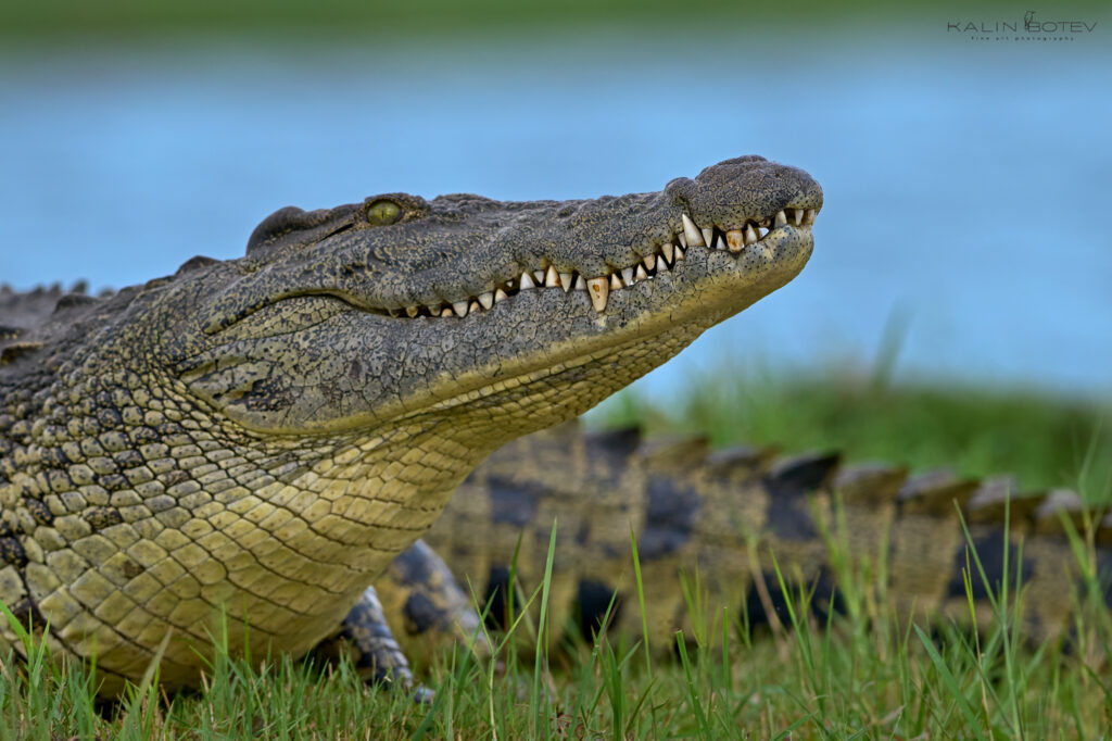 Crocodile closeup