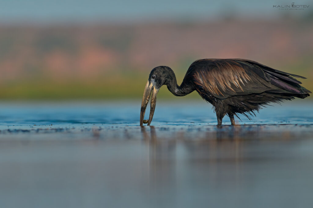 Open-billed stork