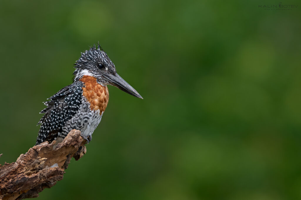 Giant kingfisher