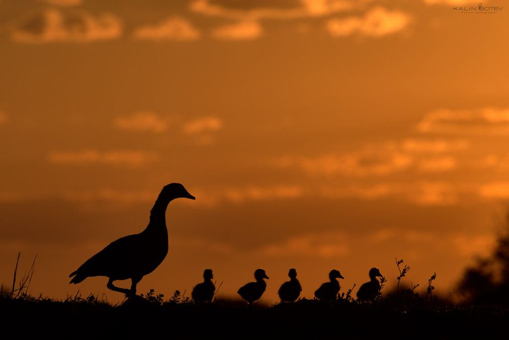 Egyptian geese