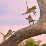 Playing baboons