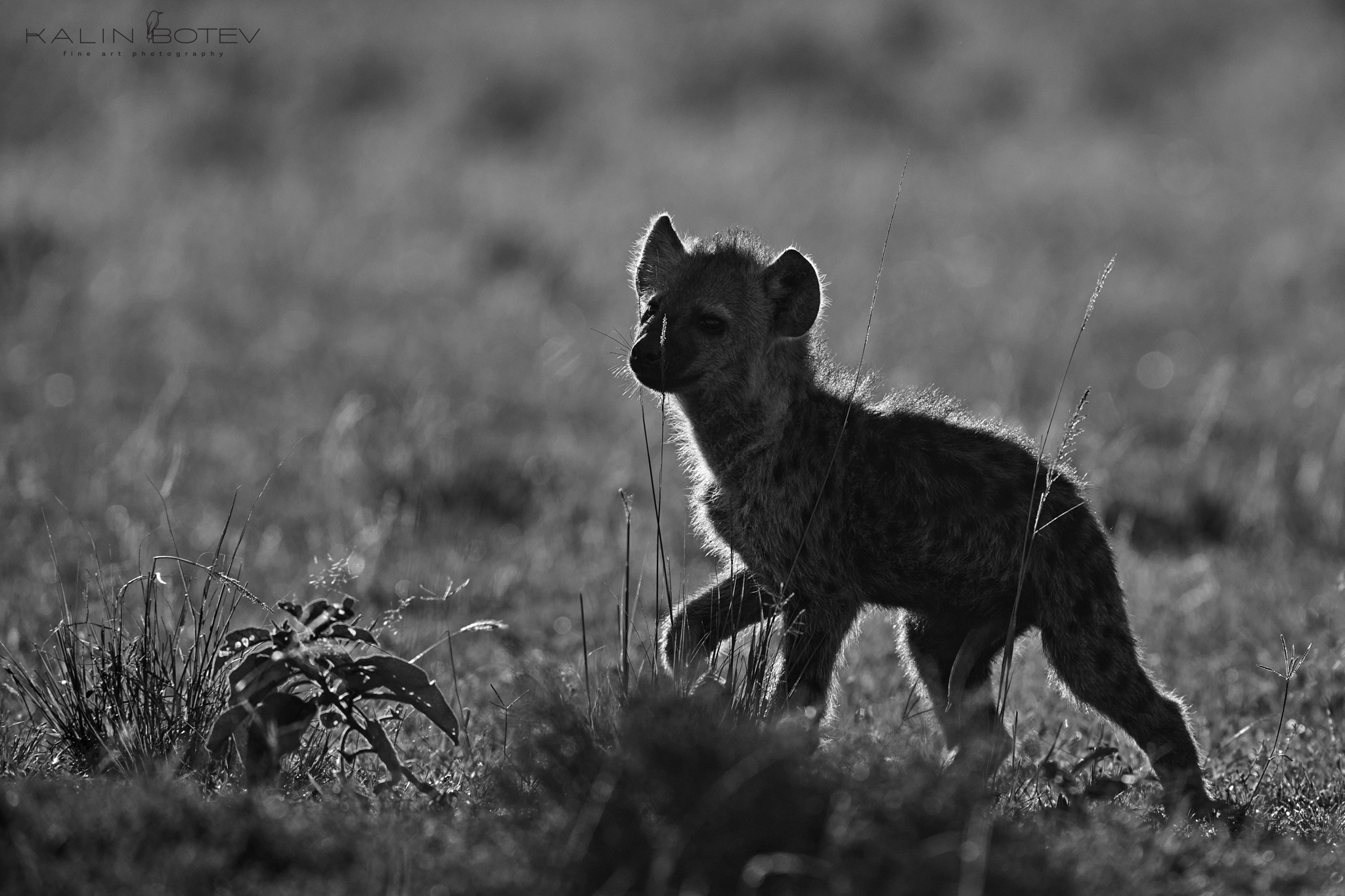 _KIB5408_v2_BW-copy